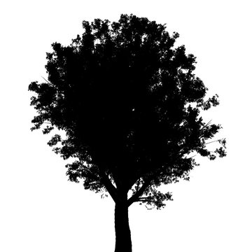 Baum Esche Silhouette freigestellt auf weiß