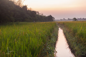 Fototapeta na wymiar Rice fields at dusk, Nepal