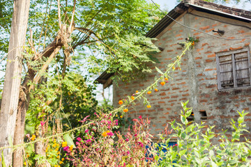 Flower and grass garlands for Tihar in Nepal © edan