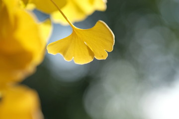 Ginkgo Biloba in den Herbstfarben