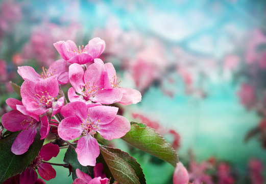 Abstract blurred background of spring red  blossoms tree, selective focus. 