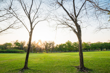 Park of green grass and big tree sunset