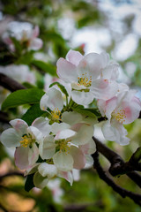 apple flowers in spring