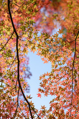 色とりどりのモミジ 