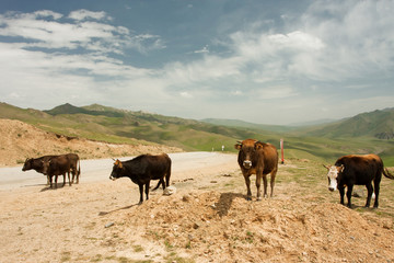 Four cows standing on country road between mountains