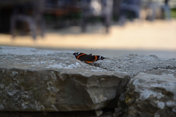 Little butterfly on an old rock wall