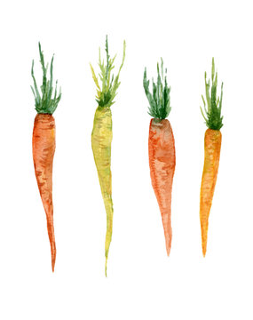 Watercolor set of four hand painted carrots isolated on white. Vegetable  original design