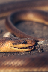 Brown snake on asphalt road