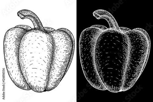  Bell pepper . Hand drawn sketch Stock image and royalty-free vector 