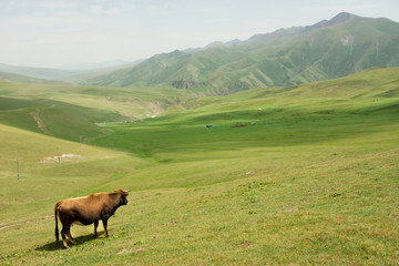 Fototapeta na wymiar Cow grazing in valley with green mountains of Central Asia