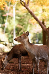 奈良公園の鹿