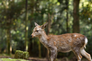 Naklejka na ściany i meble 奈良公園の鹿 