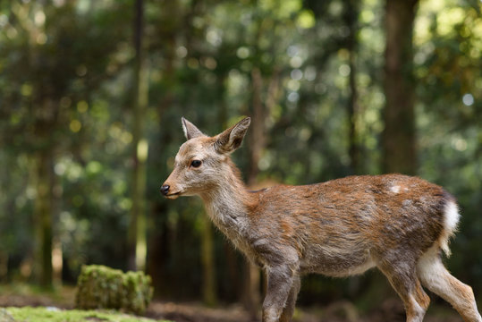 奈良公園の鹿 © robbyliam