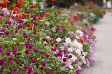 Small brightly colored flowers in the park. The path in the park.