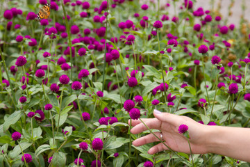 Fototapeta na wymiar The small bright pink flowers in the park. woman's hand with flowers.