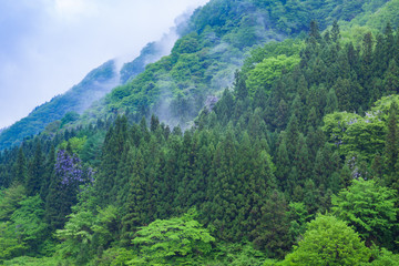 Fototapeta na wymiar 霧湧く新緑の山