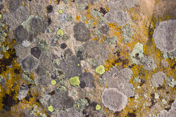 Fossil plants on rocks closeup.