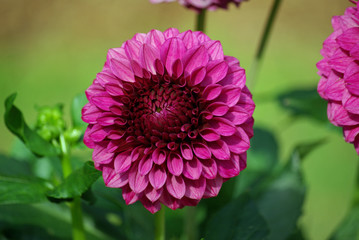 Obraz premium Dahlia rose fuschia en été, parc floral Paris