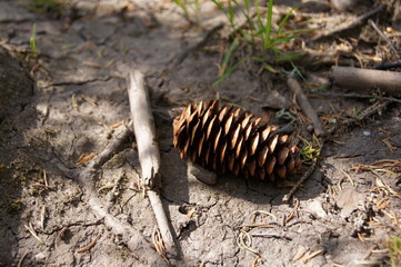 Сedar cones
