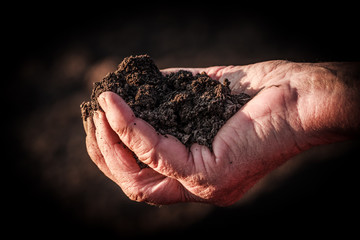 A handful of soil.Soil in old female hand