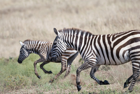running on the African savannah zebras