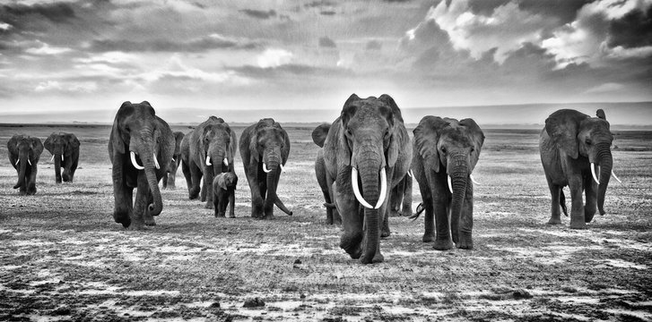 Family of elephants walking group on the African savannah at photographer