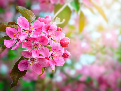 Sakura. cherry blossom in springtime, beautiful pink flowers