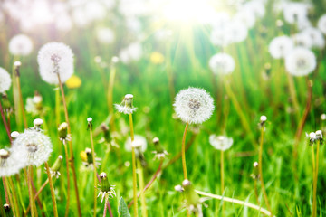 dandelions in field