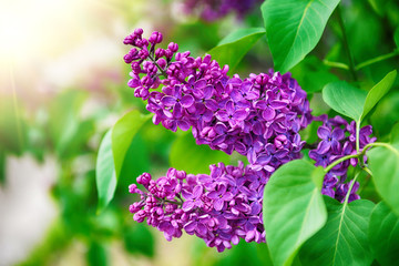 purple lilac bush blooming