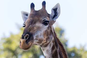 Giraffe portrait © hannesthirion