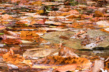 Obraz na płótnie Canvas fallen leaves in a small creek in the Appalachians during fall