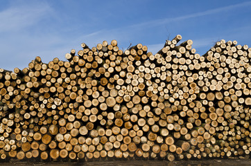 Piles of wooden logs under blue sky
