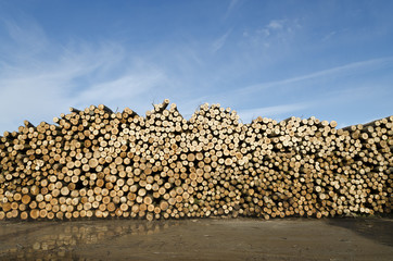 Piles of wooden logs under blue sky