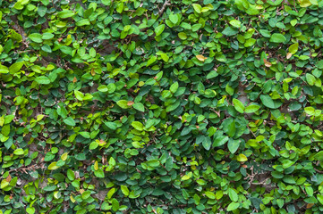 green leaf background,Green leaves wall texture for background