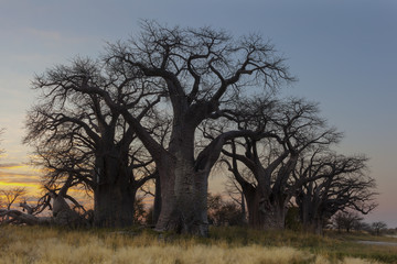 Fototapeta na wymiar Sunrise at Baines Baobab
