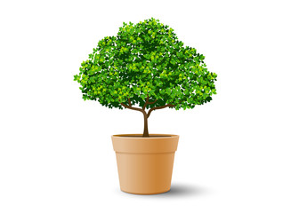 tree plant in the pot