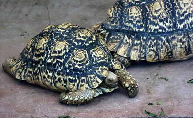 African turtles in a zoo