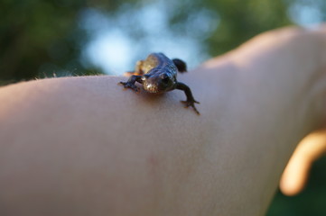 Nature