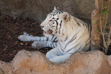 Beautiful unique landscape of Canary Island Tenerife