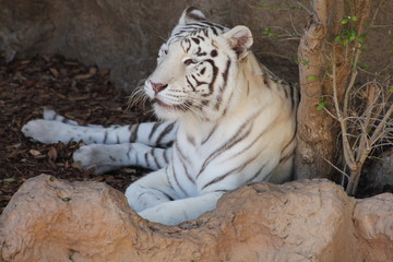 Beautiful unique landscape of Canary Island Tenerife