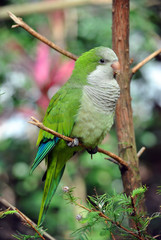 Green parrot