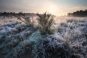 sunrise over meadow covered with frost