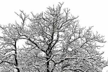 Winter tree with branches covered with white snow.
