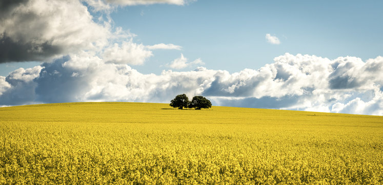 Canola field in NSW Australia