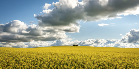 Canola field in NSW Australia