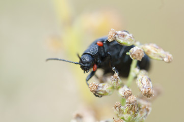 black beetle on a flower
