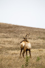 Tule-Wapiti (Cervus canadensis nannodes)