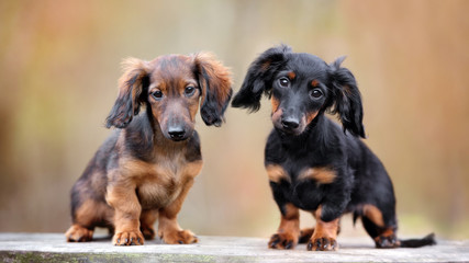 two adorable dachshund puppies posing together outdoors