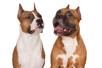 two american staffordshire terrier dogs portrait