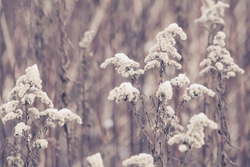 Plants in winter / macro background